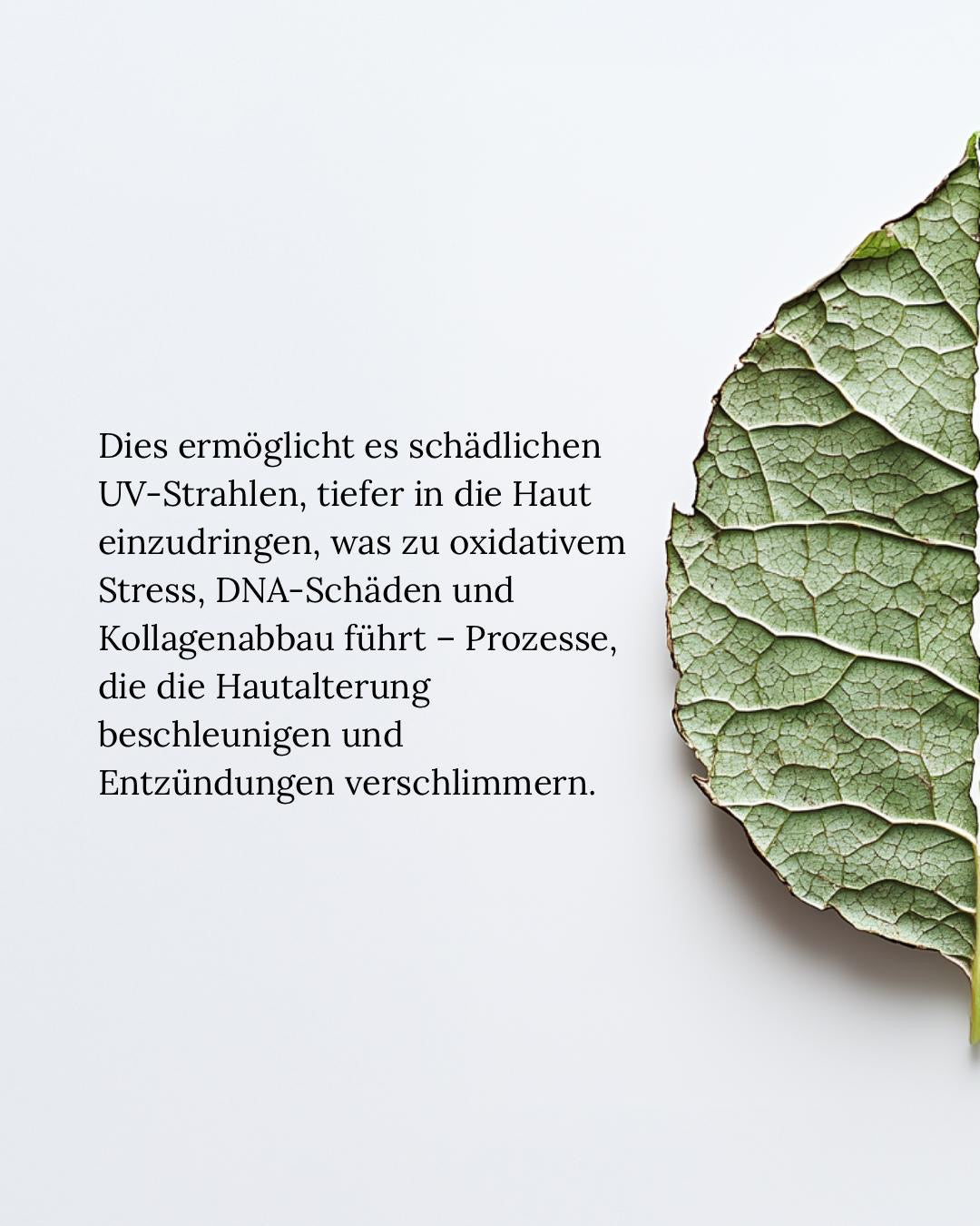 CIRCADIA Circa Shield